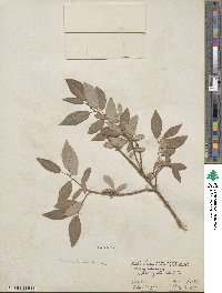 Salix lutea image