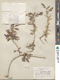 Salix lutea image