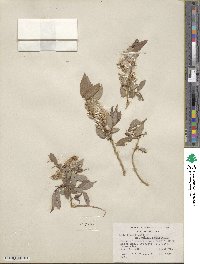 Salix lutea image