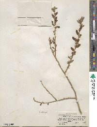 Salix lutea image