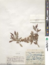 Salix lutea image