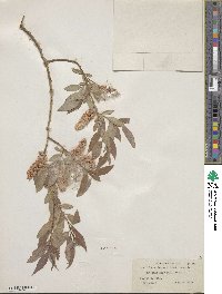 Salix lutea image