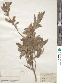 Salix lutea image