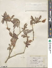 Salix lutea image