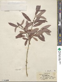 Salix lutea image