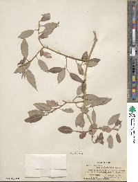 Salix lutea image