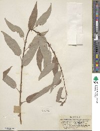 Salix lutea image