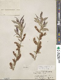 Salix lutea image