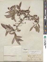 Salix lutea image