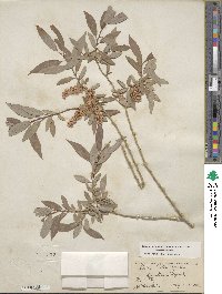 Salix lutea image