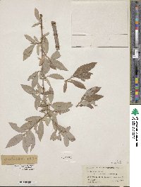 Salix lutea image