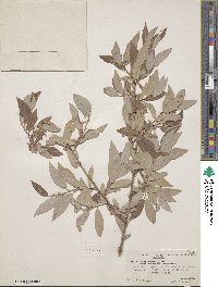 Salix lutea image