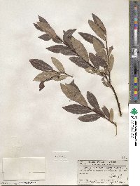 Salix maccalliana image