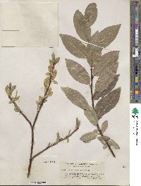 Salix maccalliana image