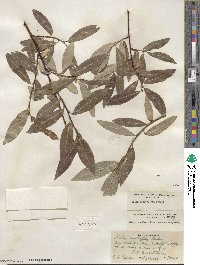 Salix maccalliana image