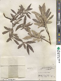 Salix maccalliana image