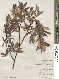 Salix maccalliana image