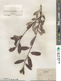 Salix maccalliana image