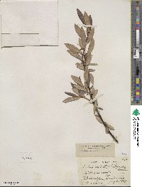 Salix maccalliana image