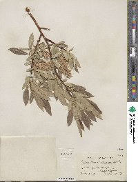 Salix maccalliana image