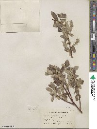 Salix maccalliana image