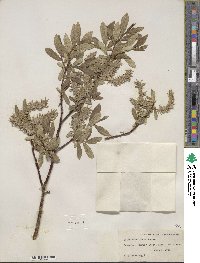 Salix maccalliana image