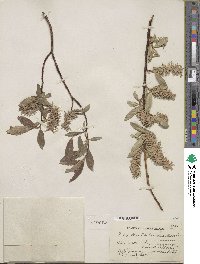 Salix maccalliana image