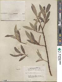 Salix maccalliana image