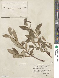 Salix maccalliana image