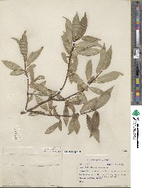 Salix maccalliana image