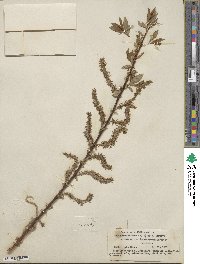 Salix prolixa image