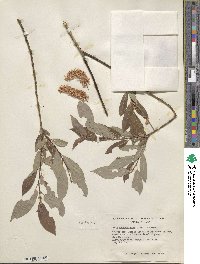 Salix prolixa image