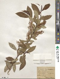 Salix prolixa image