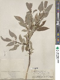 Salix prolixa image