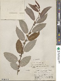 Salix prolixa image