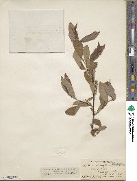 Salix prolixa image