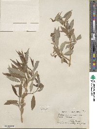 Salix prolixa image