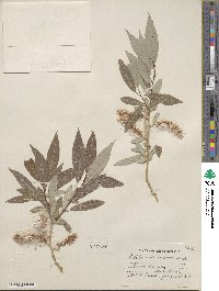 Salix prolixa image