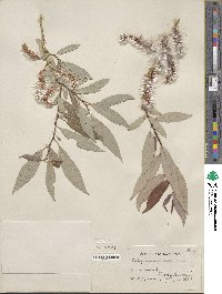 Salix prolixa image