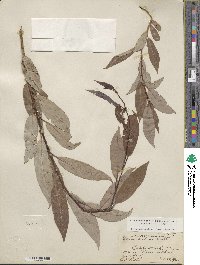 Salix prolixa image