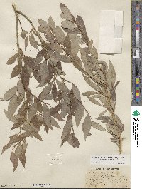 Salix prolixa image