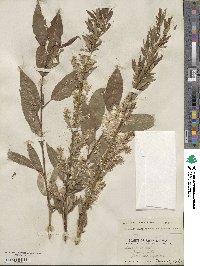 Salix prolixa image