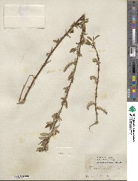 Salix prolixa image