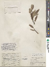 Salix prolixa image