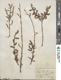 Salix prolixa image