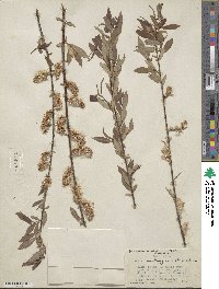 Salix prolixa image