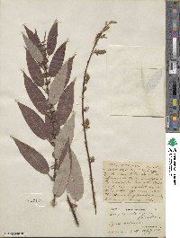 Salix prolixa image