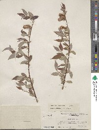 Salix prolixa image