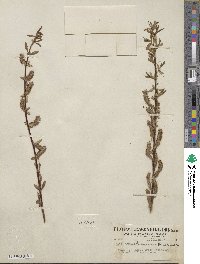 Salix prolixa image