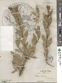 Salix prolixa image